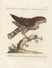 Ornithologie methodisch verarbeiteter Gemälde Pl019 - Saverio Manetti — Ansicht des Kunstwerks