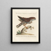 Ornithologie methodisch verarbeiteter Gemälde Pl019 - Saverio Manetti — gerahmtes Bild an der Wand