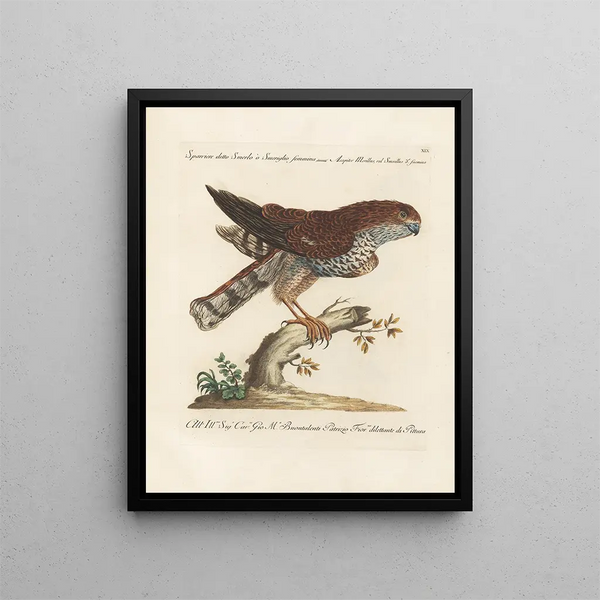 Ornithologie methodisch verarbeiteter Gemälde Pl019 - Saverio Manetti — gerahmtes Bild an der Wand