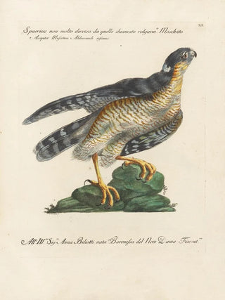 Saverio Manetti - Ornithologia methodice digesta Pl020.webp