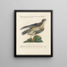 Ornithologie methodisch verdaut Pl020 - Saverio Manetti — gerahmtes Bild an der Wand