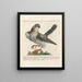 Ornithologie methodisch verdaut Pl021 - Saverio Manetti — gerahmtes Bild an der Wand