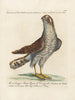 Ornithologie methodisch verdaut Pl022 - Saverio Manetti — Ansicht des Kunstwerks