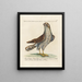 Ornithologie methodisch verdaut Pl022 - Saverio Manetti — gerahmtes Bild an der Wand