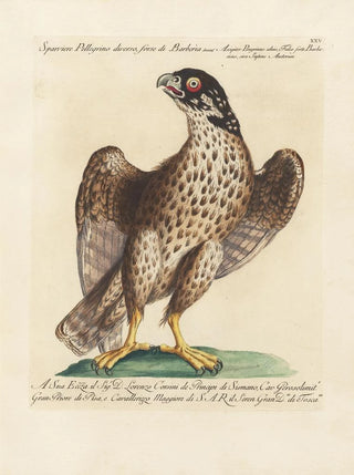 Saverio Manetti - Ornithologia methodice digesta Pl025.webp