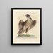 Ornithologie methodisch verdaut Pl025 - Saverio Manetti — gerahmtes Bild an der Wand