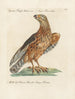 Ornithologie methodisch verdaut Pl026 - Saverio Manetti — Ansicht des Kunstwerks