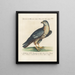 Ornithologie methodisch verdaut Pl027 - Saverio Manetti — gerahmtes Bild an der Wand