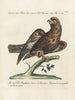 Ornithologie methodisch verdaut Pl028 - Saverio Manetti — Ansicht des Kunstwerks