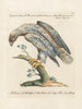 Ornithologie methodisch verdaut Pl030 - Saverio Manetti — Ansicht des Kunstwerks