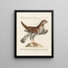 L ornithologie methodisch verdautes Gemälde Pl031 - Saverio Manetti — gerahmtes Bild an der Wand