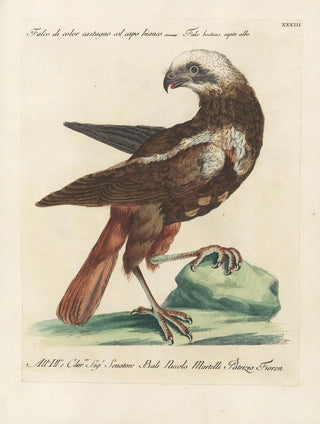 Saverio Manetti - Ornithologia methodice digesta Pl033.webp