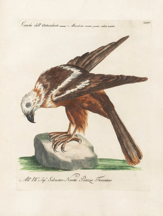 Saverio Manetti - Ornithologia methodice digesta Pl034.webp