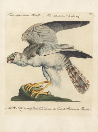 Saverio Manetti - Ornithologia methodice digesta Pl035.webp