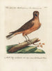 Ornithologie methodisch verdaut Pl036 - Saverio Manetti — Ansicht des Kunstwerks
