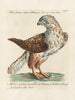 Ornithologie methodisch verdaut Pl038 - Saverio Manetti — Ansicht des Kunstwerks