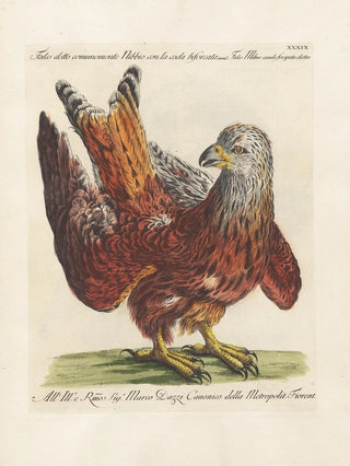 Saverio Manetti - Ornithologia methodice digesta Pl039.webp