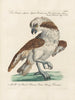 Ornithologie methodisch verdaut Pl040 - Saverio Manetti — Ansicht des Kunstwerks