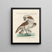 Ornithologie methodisch verdaut Pl040 - Saverio Manetti — gerahmtes Bild an der Wand