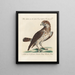 Ornithologie methodisch verdaut Pl041 - Saverio Manetti — gerahmtes Bild an der Wand