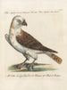 Ornithologie methodisch verarbeiteter Gemälde Pl043 - Saverio Manetti — Ansicht des Kunstwerks