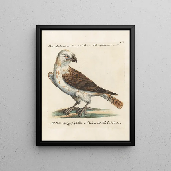 Ornithologie methodisch verarbeiteter Gemälde Pl043 - Saverio Manetti — gerahmtes Bild an der Wand