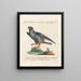 Ornithologie methodisch verdaut Pl046 - Saverio Manetti — gerahmtes Bild an der Wand