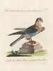 Ornithologie methodisch verdaut Pl047 - Saverio Manetti — Ansicht des Kunstwerks