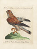 Ornithologie methodisch verdaut Pl049 - Saverio Manetti — Ansicht des Kunstwerks