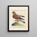 Ornithologie methodisch verdaut Pl049 - Saverio Manetti — gerahmtes Bild an der Wand