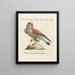 Ornithologie methodisch verdaute Gemälde Pl051 - Saverio Manetti — gerahmtes Bild an der Wand