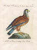 Ornithologie methodisch verdaut Pl052 - Saverio Manetti — Ansicht des Kunstwerks
