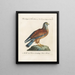 Ornithologie methodisch verdaut Pl052 - Saverio Manetti — gerahmtes Bild an der Wand