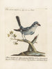 Ornithologie methodisch verdaut Pl053 - Saverio Manetti — Ansicht des Kunstwerks