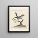 Ornithologie methodisch verdaut Pl053 - Saverio Manetti — gerahmtes Bild an der Wand