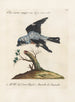 Ornithologie methodisch verdaut Pl054 - Saverio Manetti — Ansicht des Kunstwerks