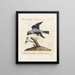 Ornithologie methodisch verdaut Pl054 - Saverio Manetti — gerahmtes Bild an der Wand