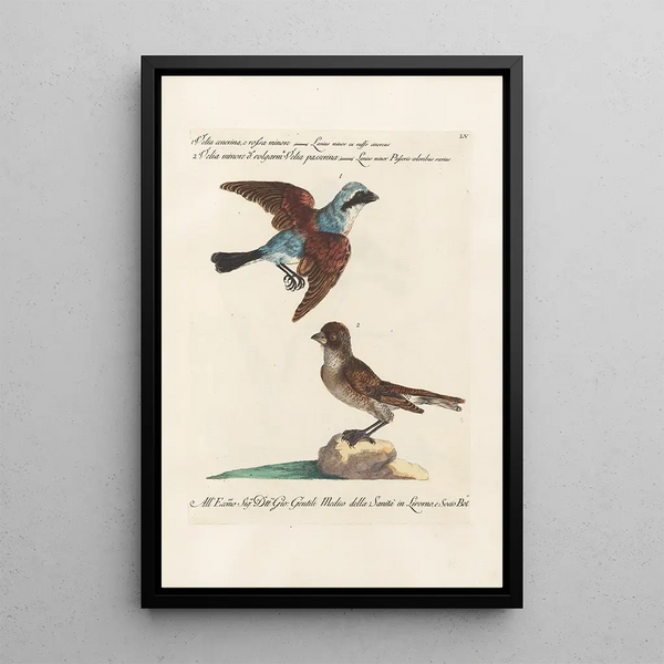 Ornithologie methodisch angeordnet Pl055 - Saverio Manetti — gerahmtes Bild an der Wand