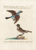 Ornithologie methodisch angeordnet Pl055 - Saverio Manetti — Ansicht des Kunstwerks