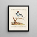 Ornithologie methodisch verdaut Pl056 - Saverio Manetti — gerahmtes Bild an der Wand