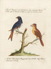 Ornithologie methodisch verdaut Pl057 - Saverio Manetti — Ansicht des Kunstwerks
