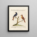 Ornithologie methodisch verdaut Pl057 - Saverio Manetti — gerahmtes Bild an der Wand