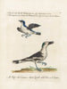 Ornithologie methodisch verdaut Pl060 - Saverio Manetti — Ansicht des Kunstwerks