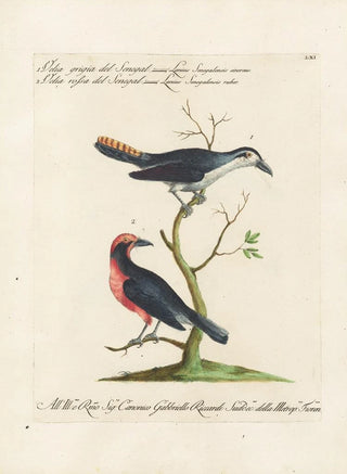 Saverio Manetti - Ornithologia methodice digesta Pl061.webp