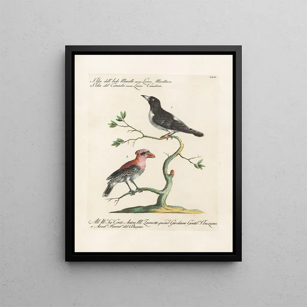 Ornithologie methodisch verdaut Pl062 - Saverio Manetti — gerahmtes Bild an der Wand