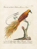 Ornithologie methodisch verdaut Pl063 - Saverio Manetti — Ansicht des Kunstwerks