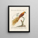 Ornithologie methodisch verdaut Pl063 - Saverio Manetti — gerahmtes Bild an der Wand