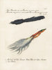 Ornithologie methodisch verdaut Pl064 - Saverio Manetti — Ansicht des Kunstwerks