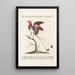 Ornithologie methodisch angeordnet Pl066 - Saverio Manetti — gerahmtes Bild an der Wand