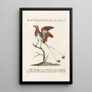 Saverio Manetti - Ornithologia methodice digesta Pl066.webp